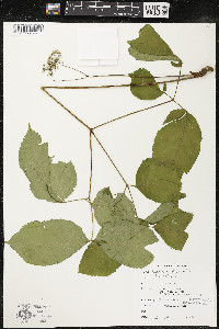 Aralia nudicaulis image