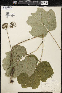 Aralia nudicaulis image