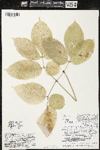 Aralia nudicaulis image