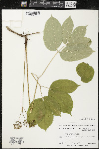Aralia nudicaulis image