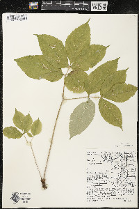 Aralia nudicaulis image