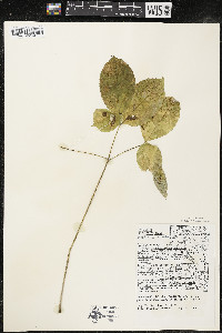 Aralia nudicaulis image