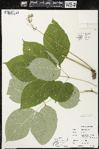 Aralia nudicaulis image