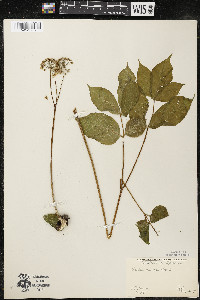 Aralia nudicaulis image