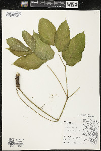 Aralia nudicaulis image