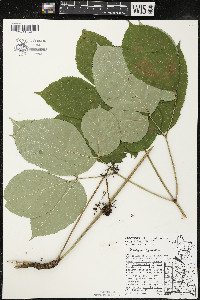 Aralia nudicaulis image