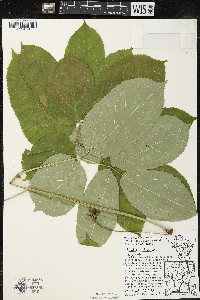 Aralia nudicaulis image