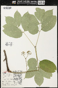 Aralia nudicaulis image