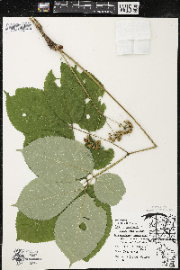 Aralia nudicaulis image