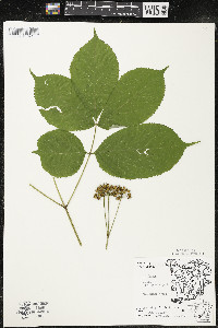 Aralia nudicaulis image