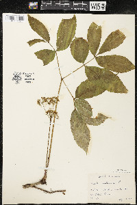 Aralia nudicaulis image