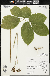 Aralia nudicaulis image