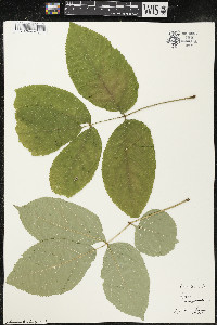 Aralia nudicaulis image