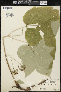 Aralia nudicaulis image