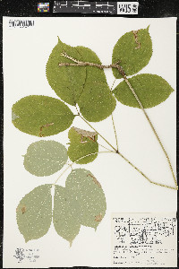 Aralia nudicaulis image