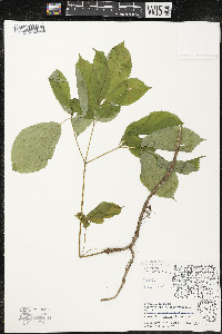 Aralia nudicaulis image