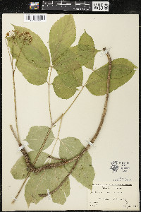 Aralia nudicaulis image