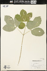 Aralia nudicaulis image