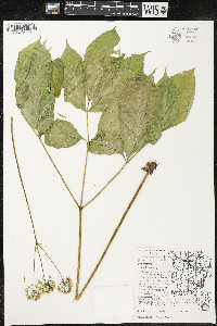 Aralia nudicaulis image