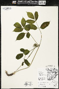 Aralia nudicaulis image