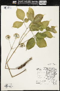 Aralia nudicaulis image