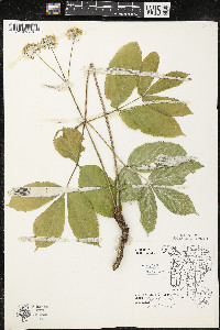 Aralia nudicaulis image