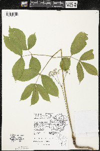 Aralia nudicaulis image