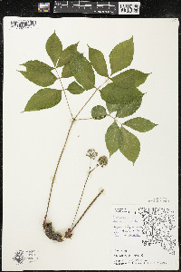 Aralia nudicaulis image