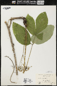 Aralia nudicaulis image