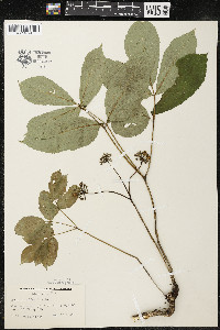 Aralia nudicaulis image