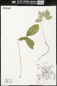 Aralia nudicaulis image