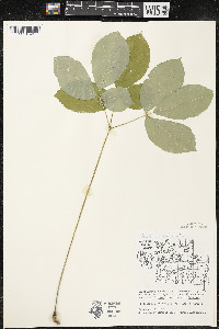 Aralia nudicaulis image