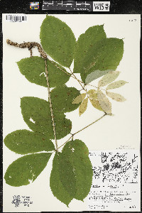 Aralia nudicaulis image