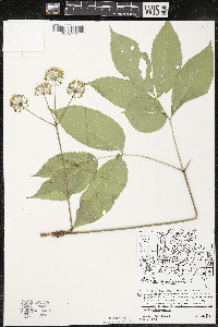 Aralia nudicaulis image