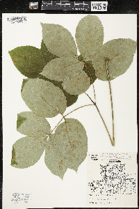 Aralia nudicaulis image