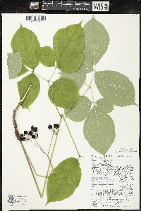 Aralia nudicaulis image