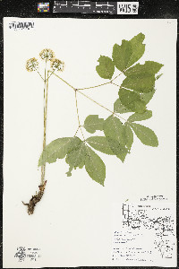 Aralia nudicaulis image