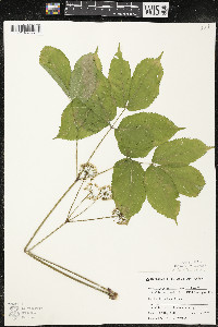 Aralia nudicaulis image