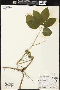 Aralia nudicaulis image