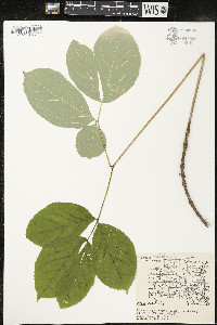 Aralia nudicaulis image