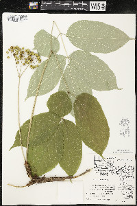 Aralia nudicaulis image