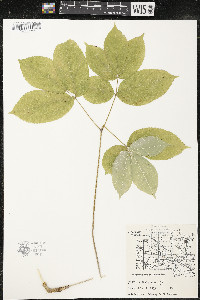 Aralia nudicaulis image