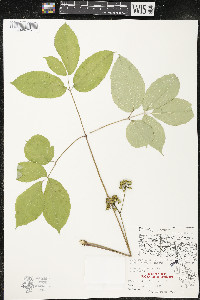 Aralia nudicaulis image