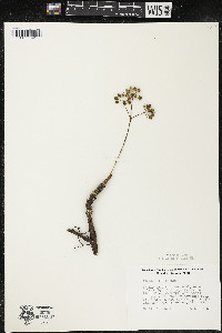Aralia nudicaulis image