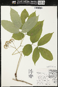 Aralia nudicaulis image