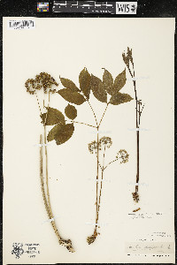 Aralia nudicaulis image