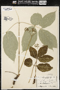 Aralia nudicaulis image
