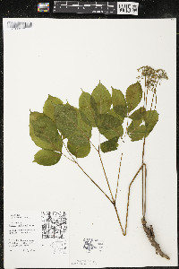 Aralia nudicaulis image