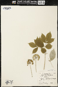 Aralia nudicaulis image