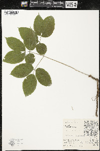 Aralia nudicaulis image